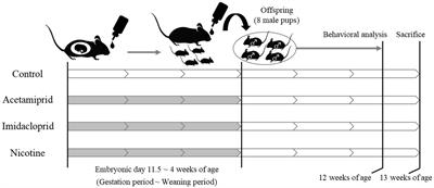 Behavioral effects of adult male mice induced by low-level acetamiprid, imidacloprid, and nicotine exposure in early-life